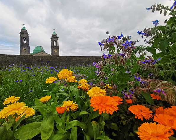 Over three inspiring Saturdays in June and July, Garden to Gallery invites you to take part in a series of free visual arts workshops hosted across three vibrant cultural venues — Luan Gallery, Athlone Castle, and Abbey Road Artist Studios.